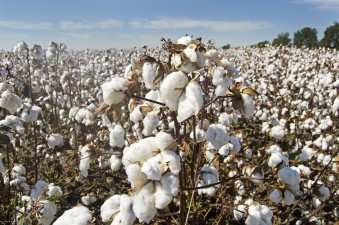  Cotton Australia
