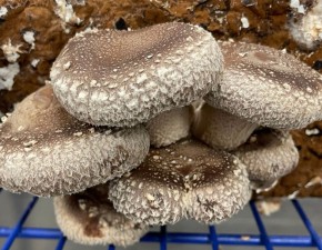  Aussie Mushroom Supplies